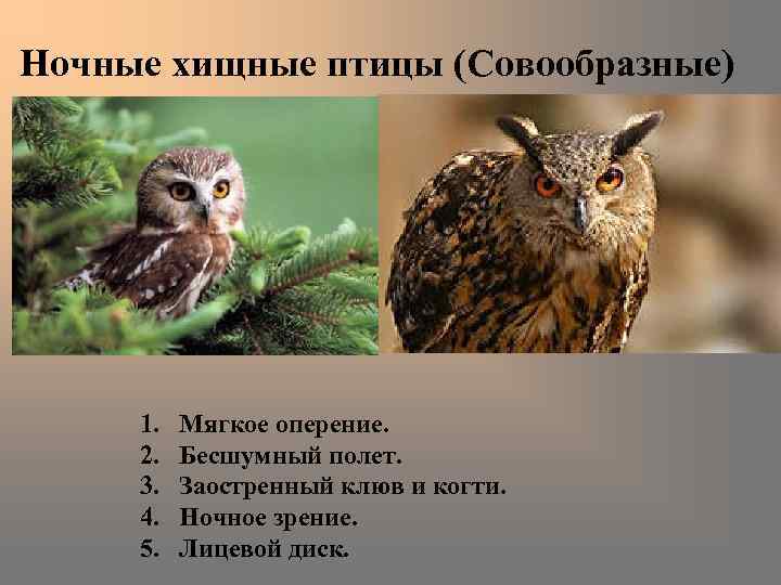 ᐉ птицы которые питаются падалью называются: речная рыба падальщик - zooshop-76.ru