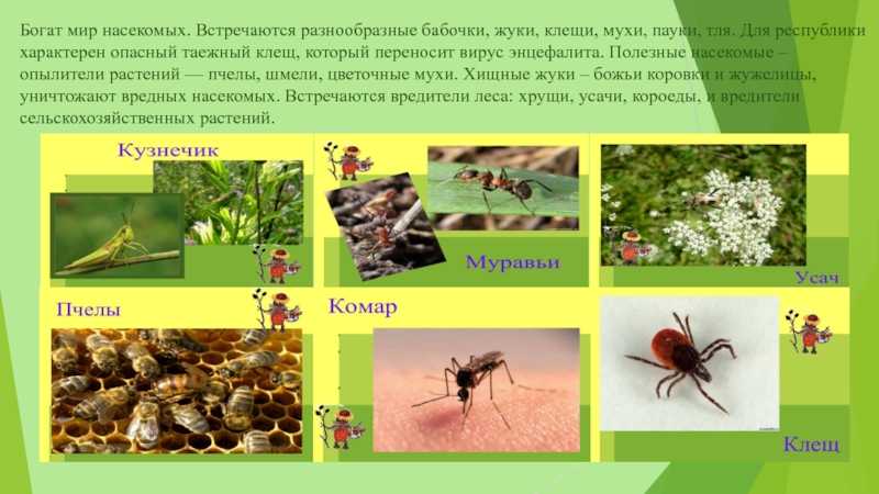 Список насекомых, занесённых в красную книгу крыма