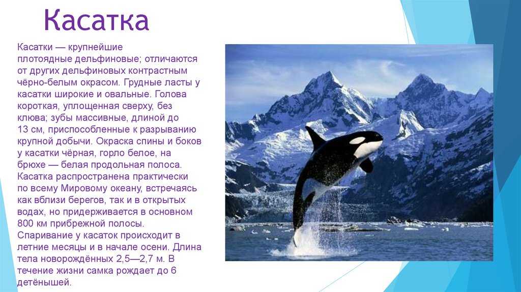 Малая косатка | zoo вики | fandom