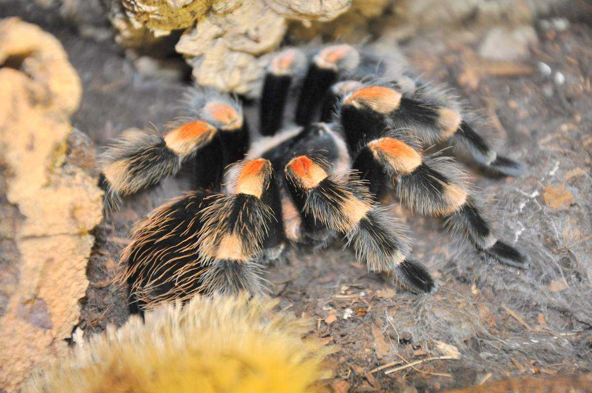 Красный чилийский птицеед (grammostola rosea)