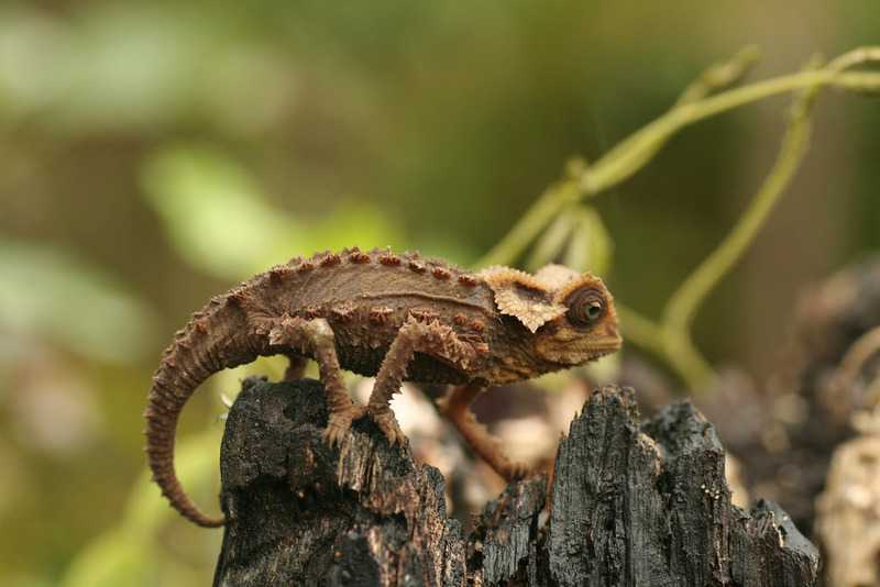 Брукезии Brookesia - мелкие хамелеоны, их около 30 видов Малая брукезия Brookesia minima считается одной из самых мелких ящериц, ее длина всего лишь 23-29 мм Панцирная брукезия достигает 15,2 см в длину Брукезии – эндемики Мадагаскара