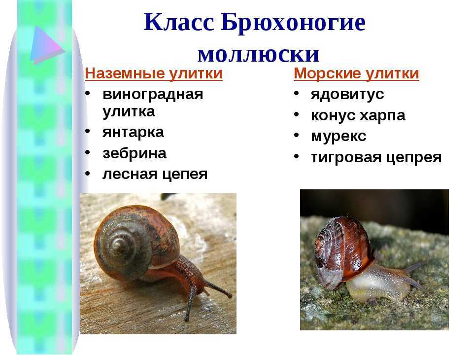 Улитка катушка (польза и вред, размножение, как избавиться)