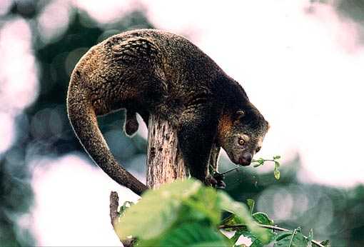 Карликовый летучий кускус acrobates pygmaeus