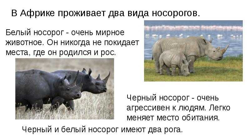 Отряд ракшеобразные (coraciiformes)