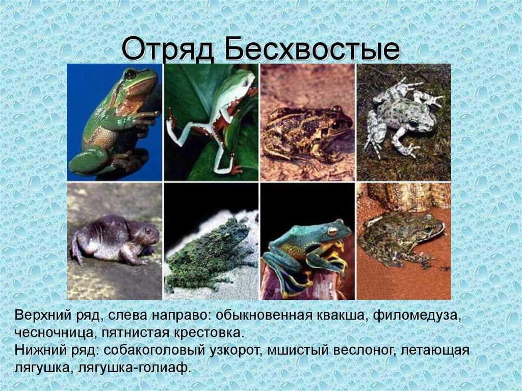 Древесная лягушка (квакши) — фото и описание, чем питаются и где живут, как выглядят лягушки