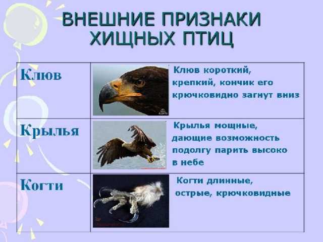 Отряд хищные. особенности строения, биология и прак­тическое значение.