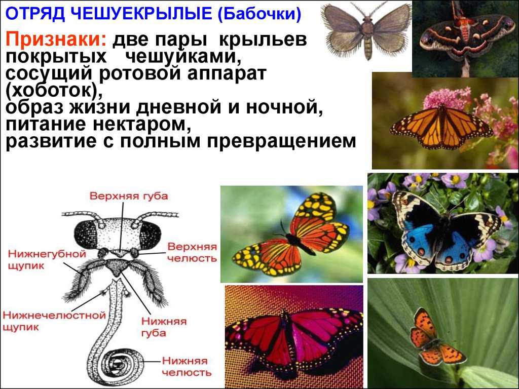 Бабочка траурница – неутомимая путешественница и любительница хмельных напитков