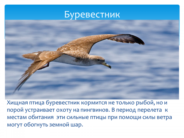 Буревестник птица. описание, особенности, виды, образ жизни и среда обитания буревестника