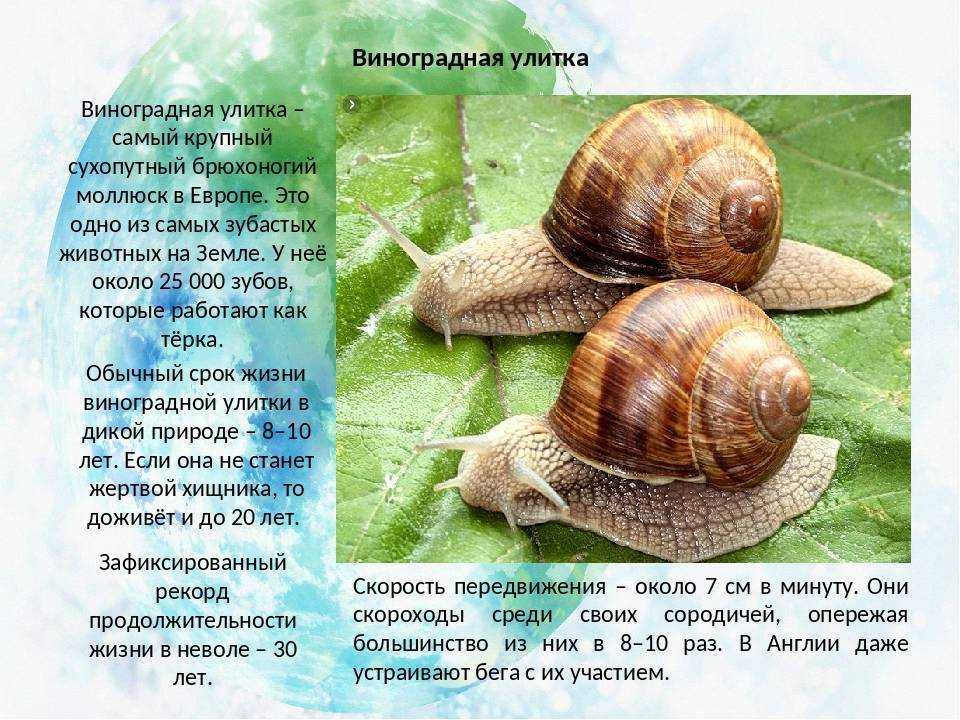 Аквариумная улитка катушка: фото, содержание, разведение, совместимость, видео аквариумная улитка катушка: фото, содержание, разведение, совместимость, видео