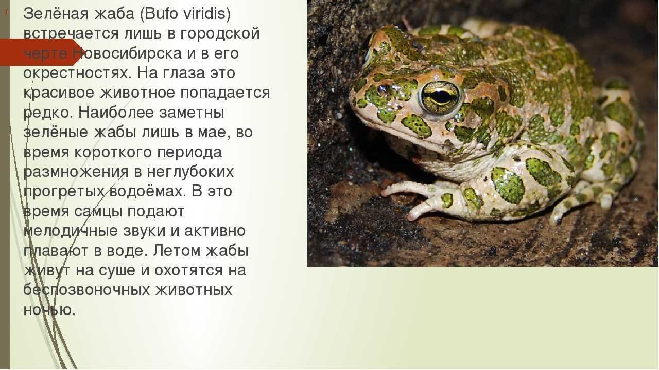 Лягушка прудовая — ртищевская энциклопедия