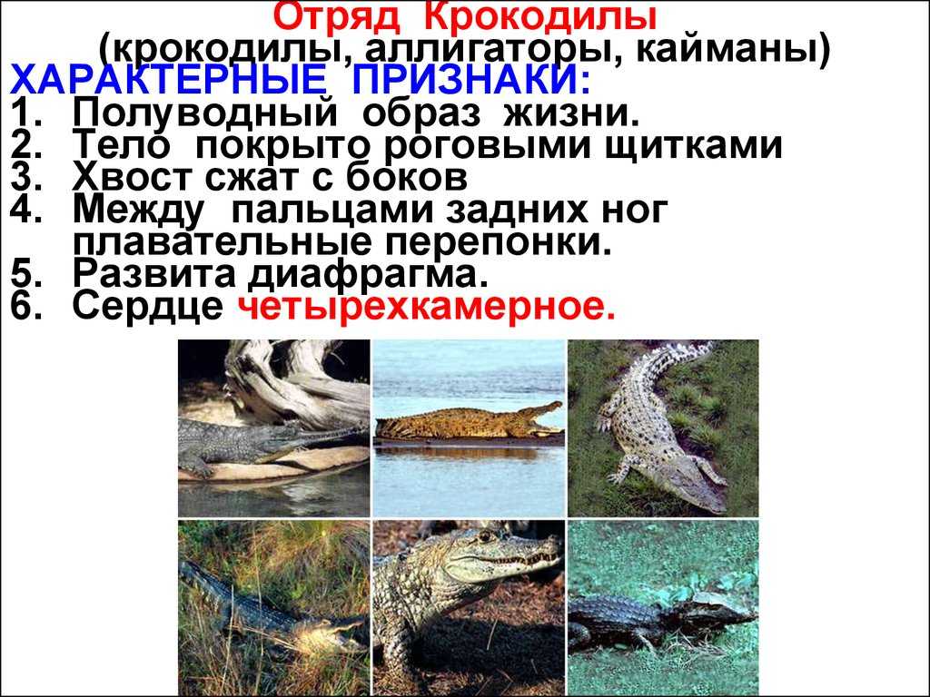 Крокодил — описание рептилии, места обитания, жизненный цикл, питание, виды + 116 фото