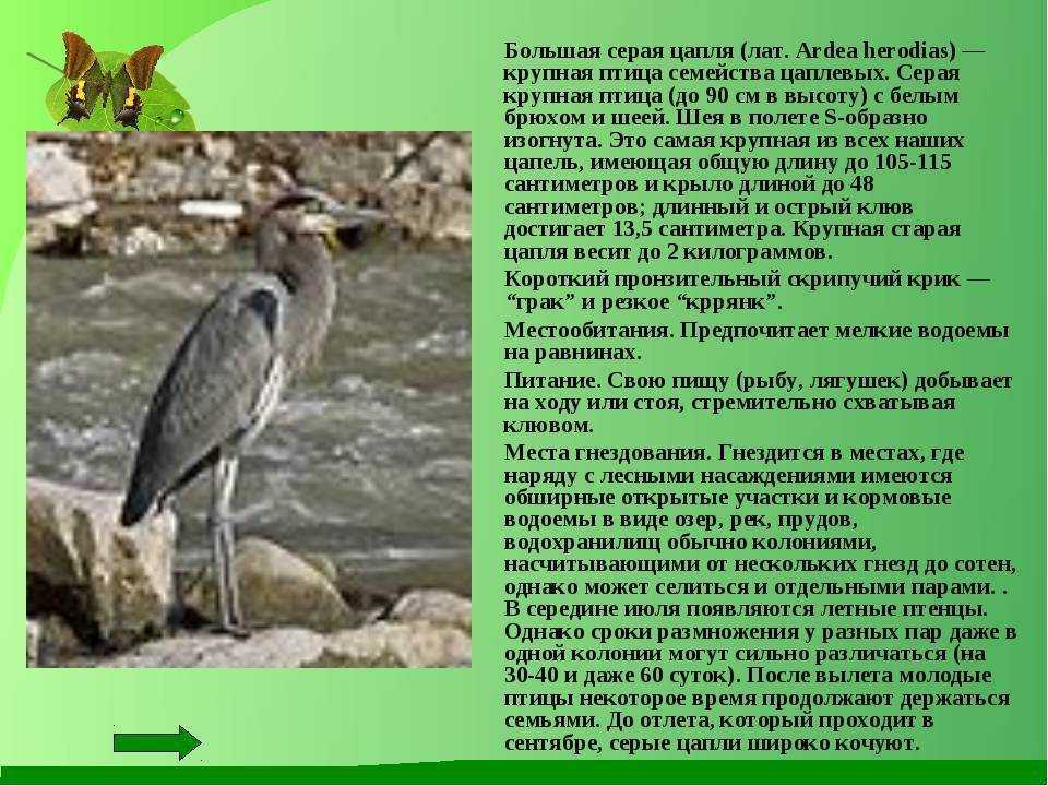 Рыжая цапля Ardea purpurea - это изящная птица с очень длинными пальцами, тонкими клювом и шеей Это перелётный вид, она мигрирует на большие расстояния, имеет 4 подвида, встречающиеся в Евразии, Африке и Индонезии