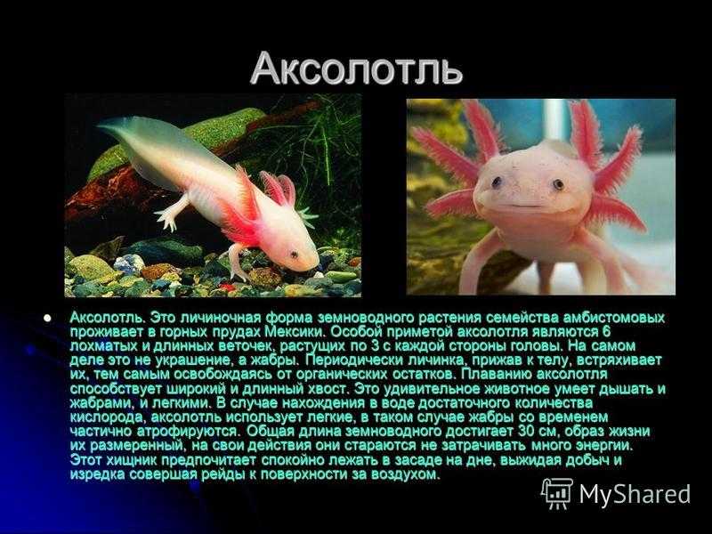 Амбистома