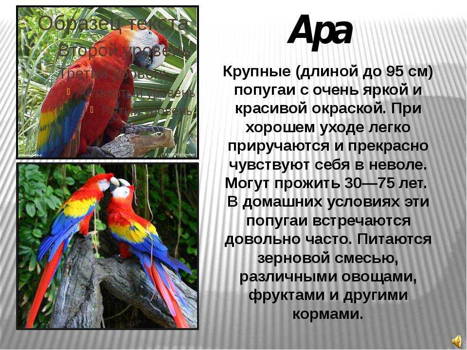 Виды попугаев ара, описание, продолжительность жизни