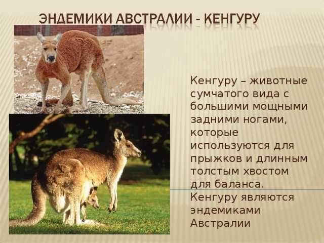 Кенгуру: описание, повадки, виды, фото