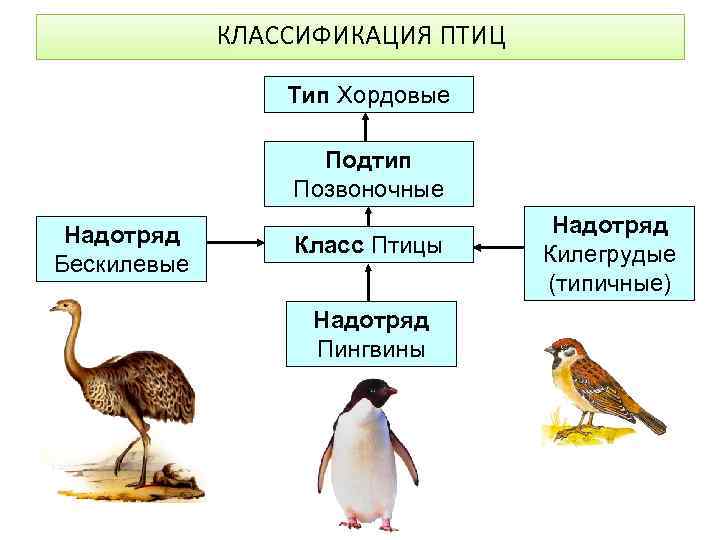 Восточный широкорот