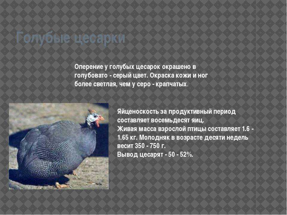 ᐉ цесарка: что за птица, породы, содержание, разведение - zooon.ru