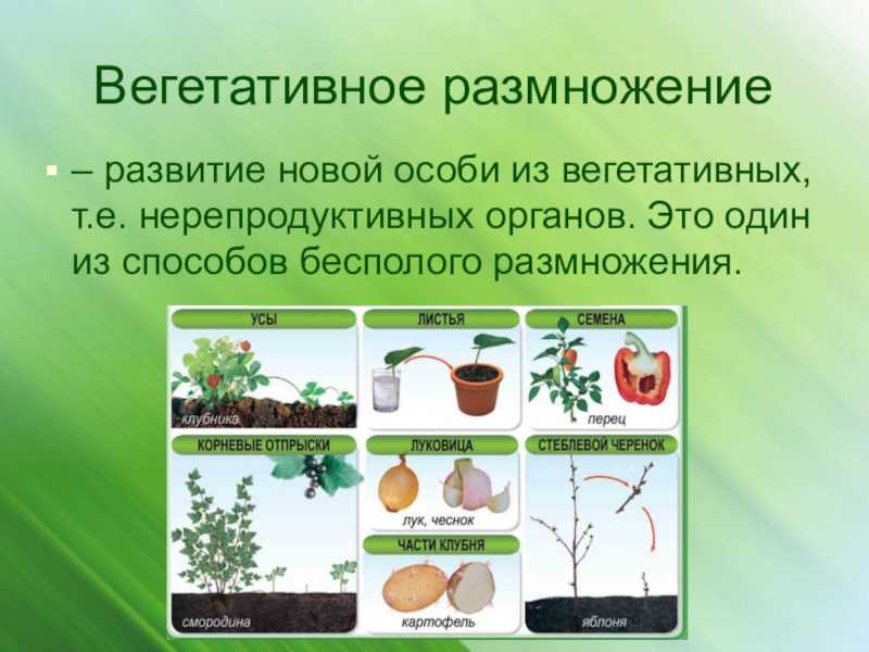 Боелка фредкоха или тетра голубая: содержание, фото-видео обзор