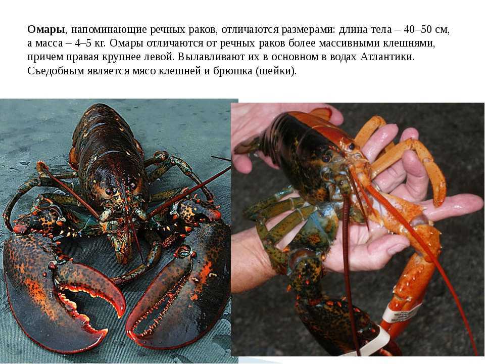 Европейский омар википедия