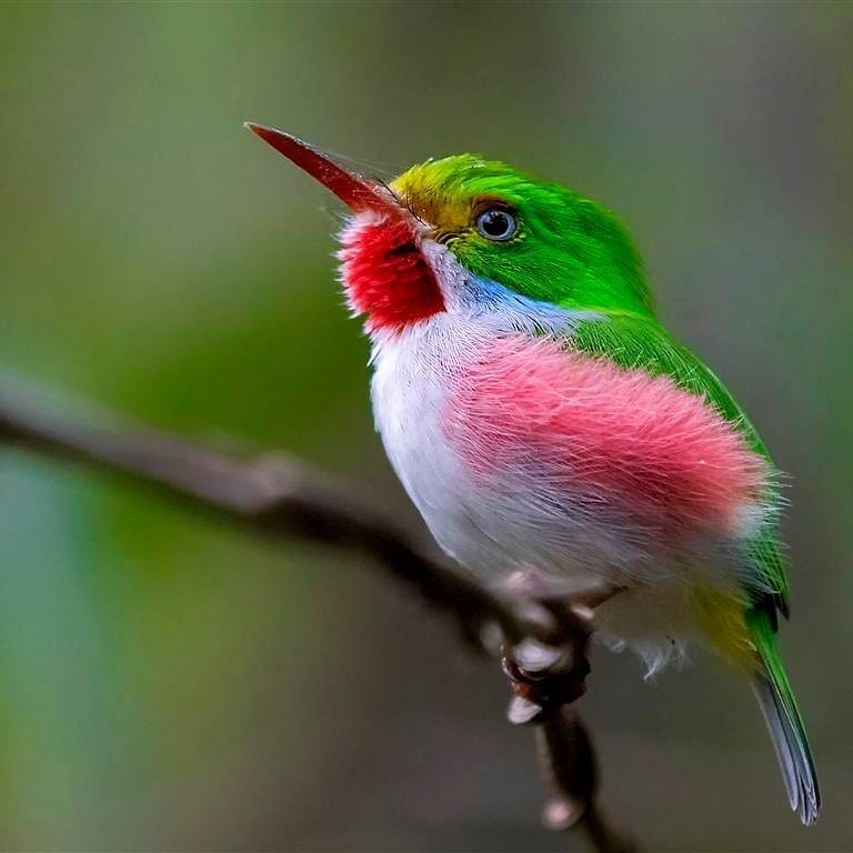 Кубинский тоди - википедия - cuban tody