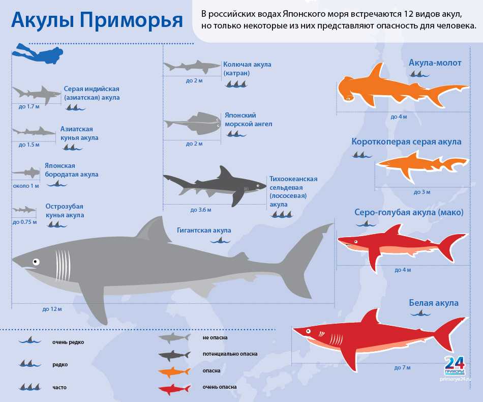 Какие акулы  опасны для человека