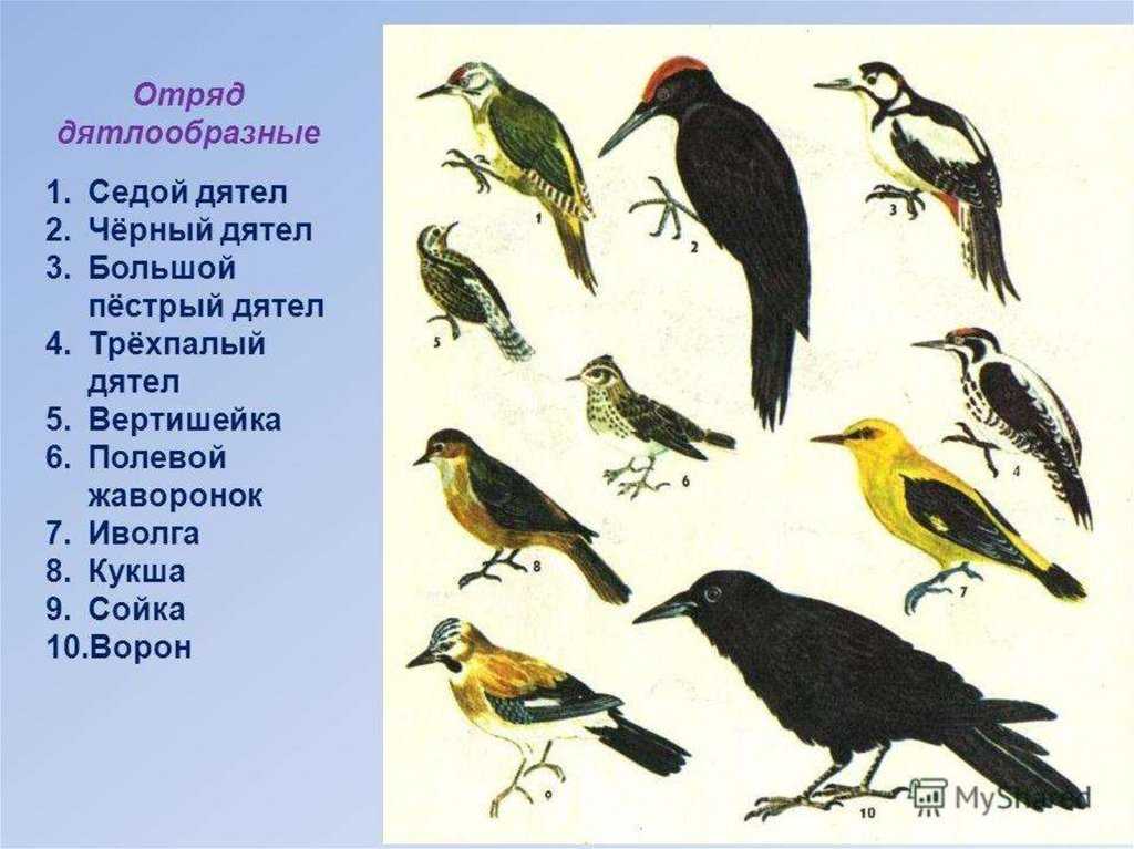 Тамбовский зоопарк — определитель животных / класс: птицы / отряд: дятлообразные / семейство: дятловые / род: трёхпалые дятлы