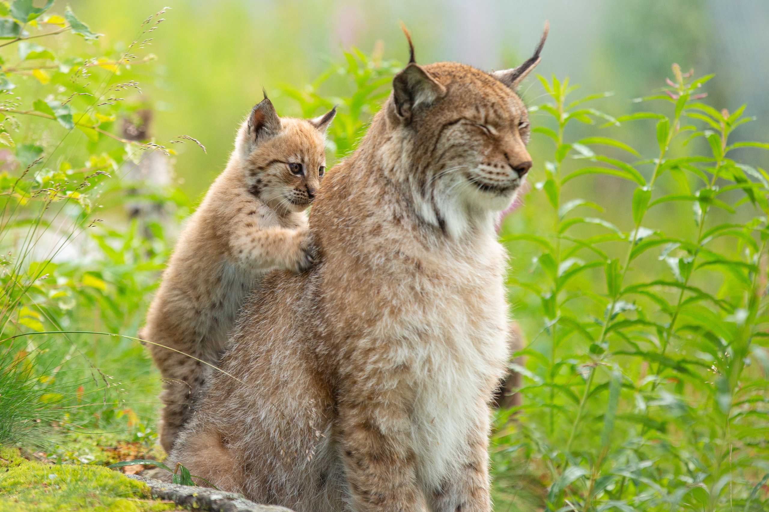 Кошка похожая на рысь