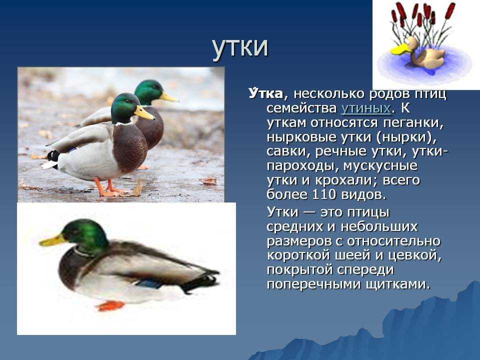 Большой крохаль mergus merganser