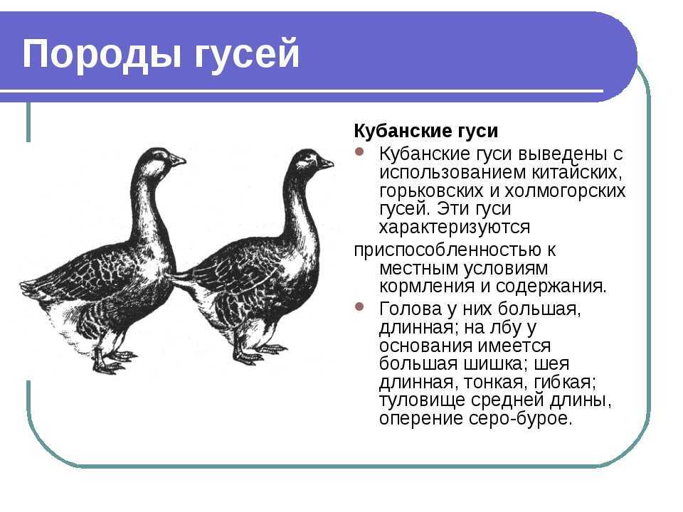 Гуси серые крупные - описание породы, отзывы, характеристика
