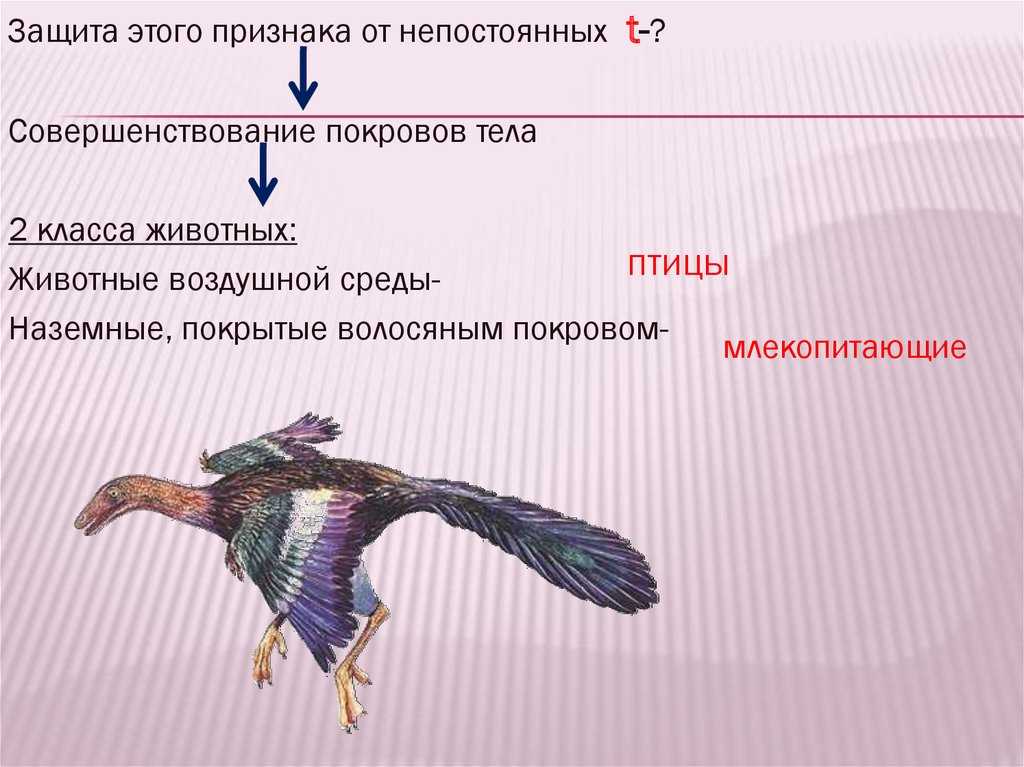 Класс птицы