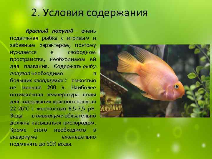 Рыба-попугай: 21 фото видов, содержание и уход в аквариуме