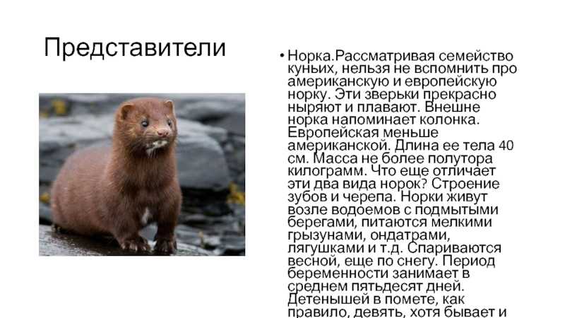 Норка животное. образ жизни и среда обитания норки