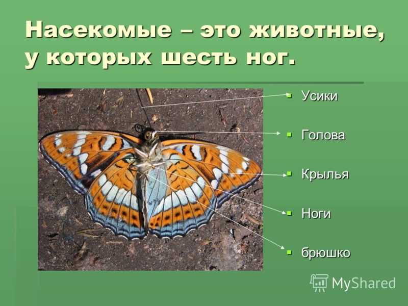 Бородавчатый омиас