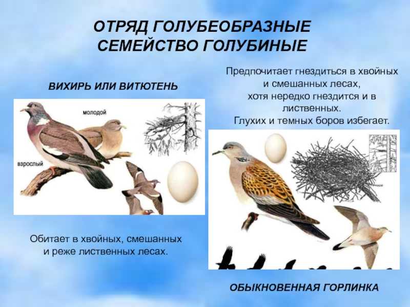 Птицы с хохолком: названия, описание, ареалы обитания - animallist.ru
