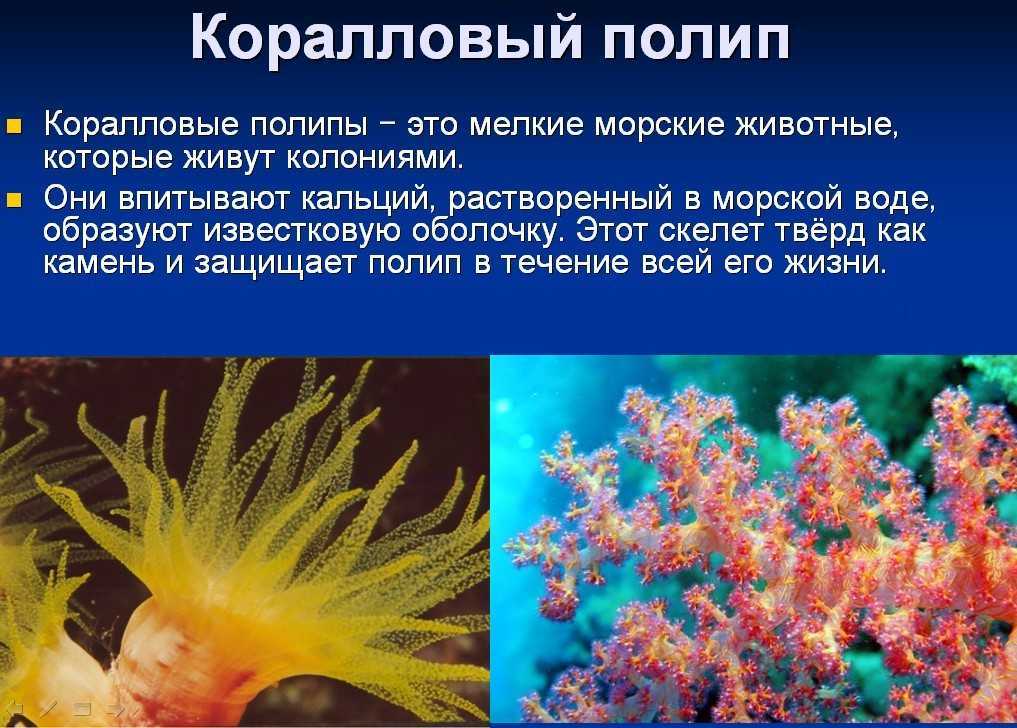 6 основных групп животных, их краткая характеристика и фото