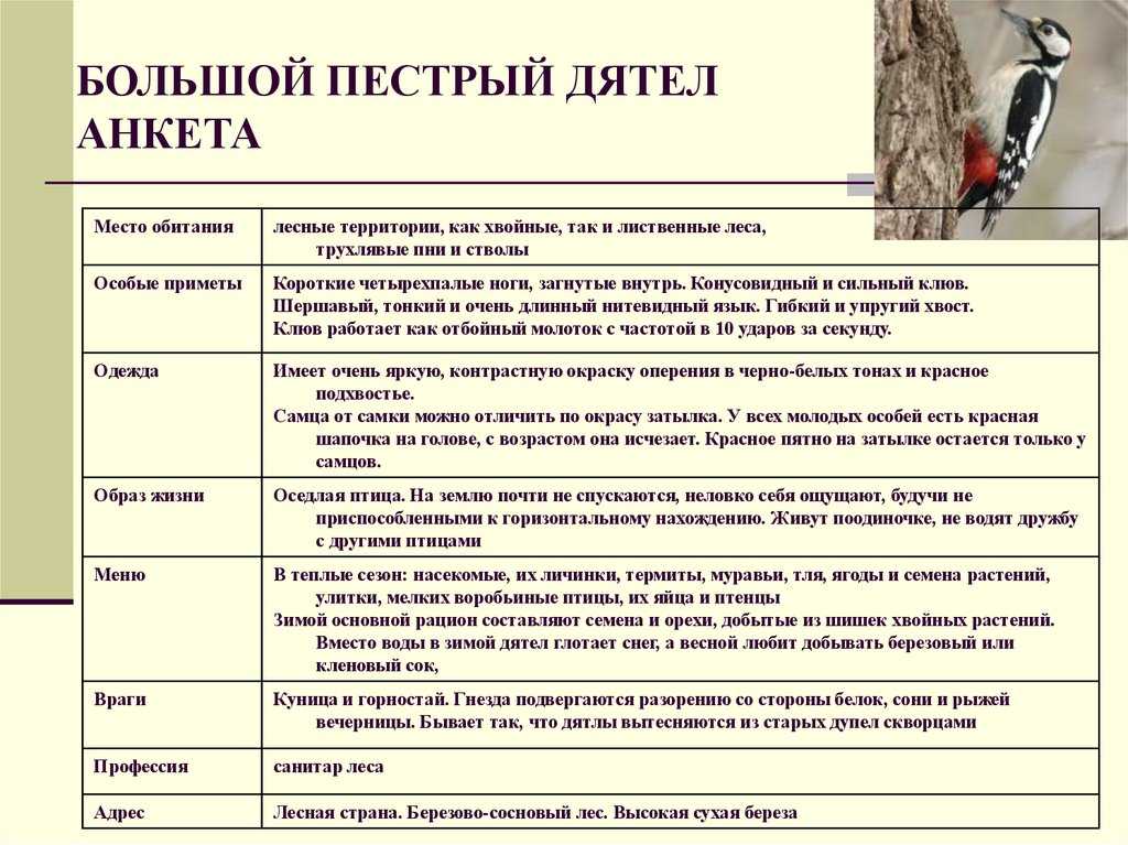 Зелёный дятел – пугливый и осторожный обитатель леса