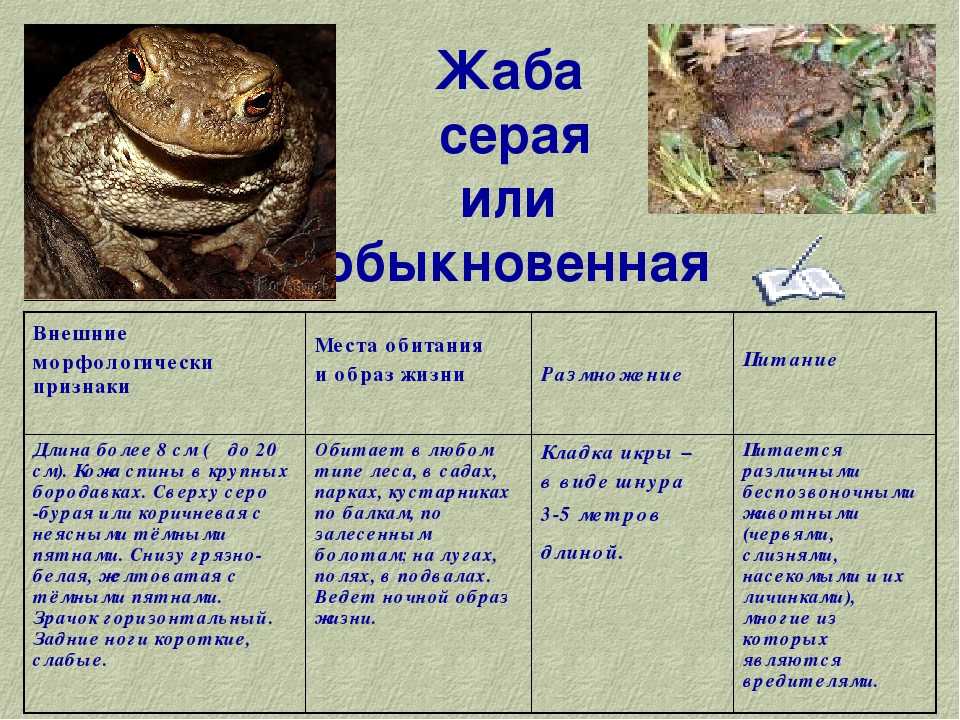 Лягушка африканский узкорот | водные обитатели