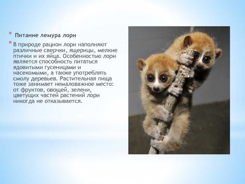 Карликовый мышиный лемур | мир животных и растений