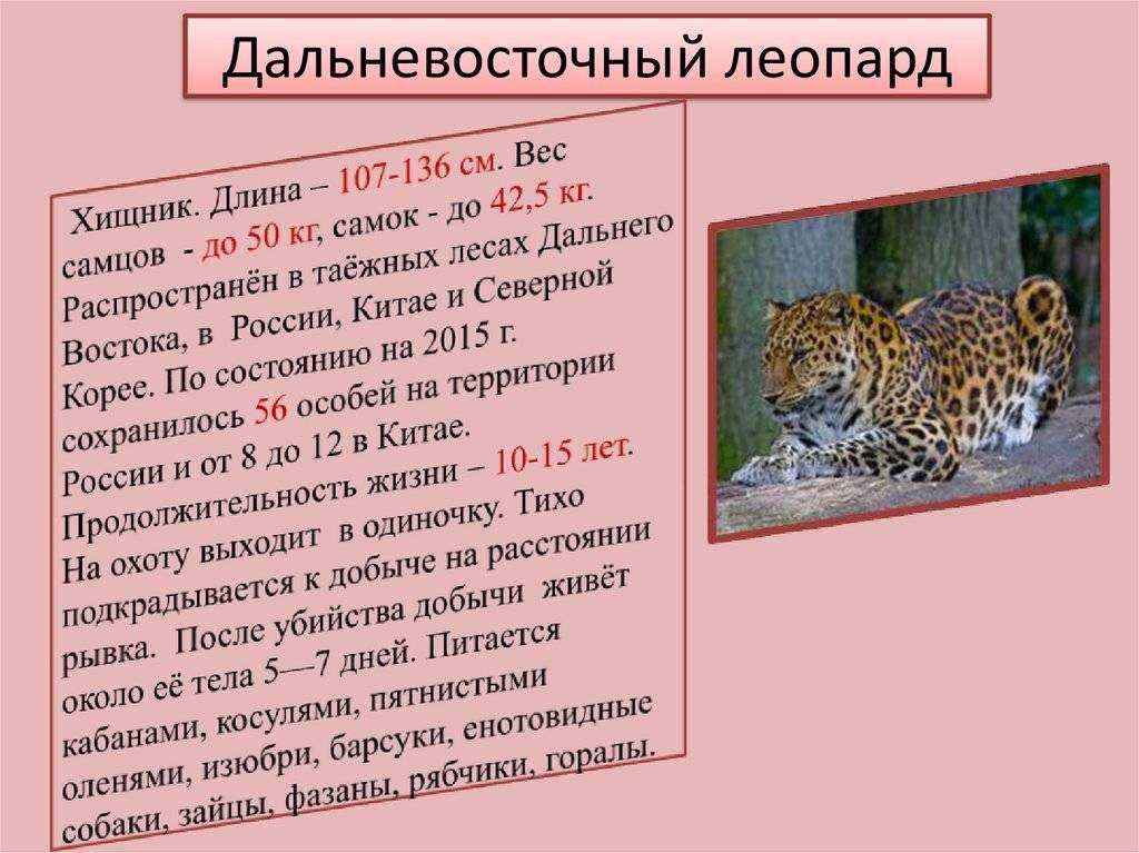 Кошки леопардовые: описание пород, характер, особенности ухода, история