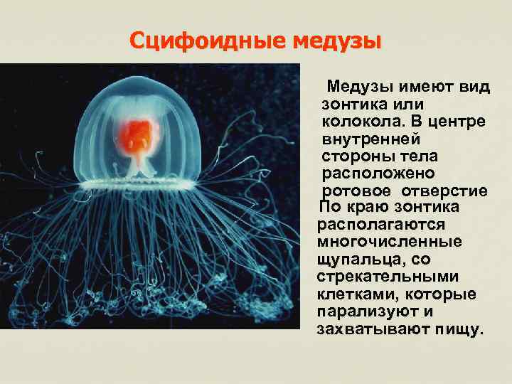 Общая характеристика класса сцифоидные медузы. строение, образ жизни, значение для человека