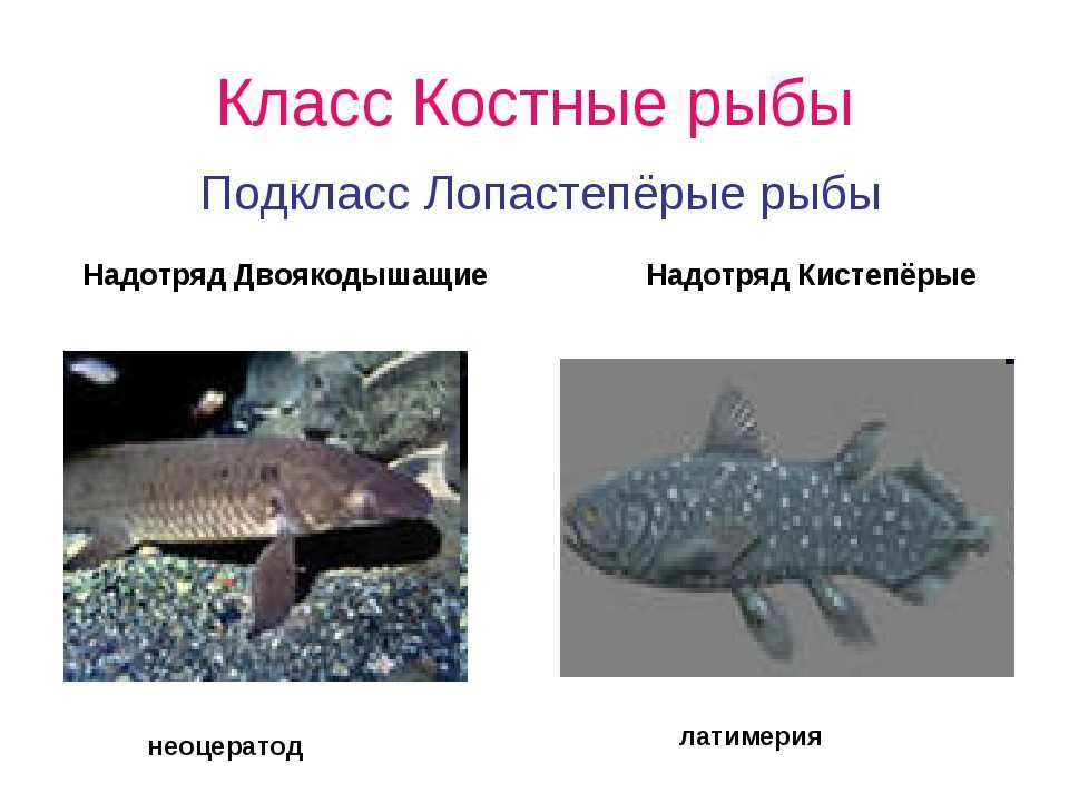 Лучепёрые рыбы: представители класса, их строение и особенности