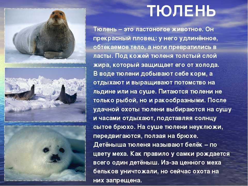 Обыкновенный тюлень Phoca vitulina распространён в северных прибрежных районах Атлантического и Тихого океанов Обыкновенные тюлени бывают коричневого, рыжеватого или серого цвета и имеют характерные V-образные ноздри