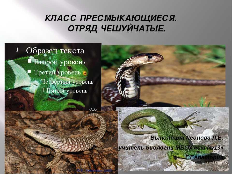 Какие континенты есть на земле — названия, расположение на карте мира и характеристика