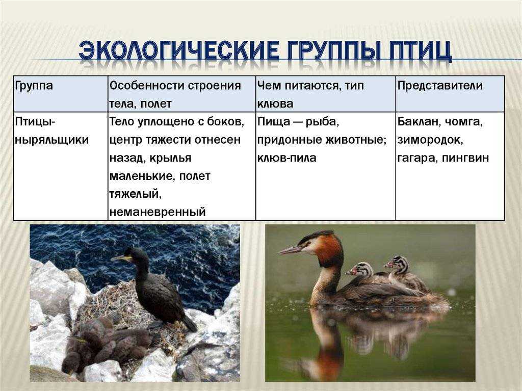 ​50 интересных фактов о дятлах — общенет