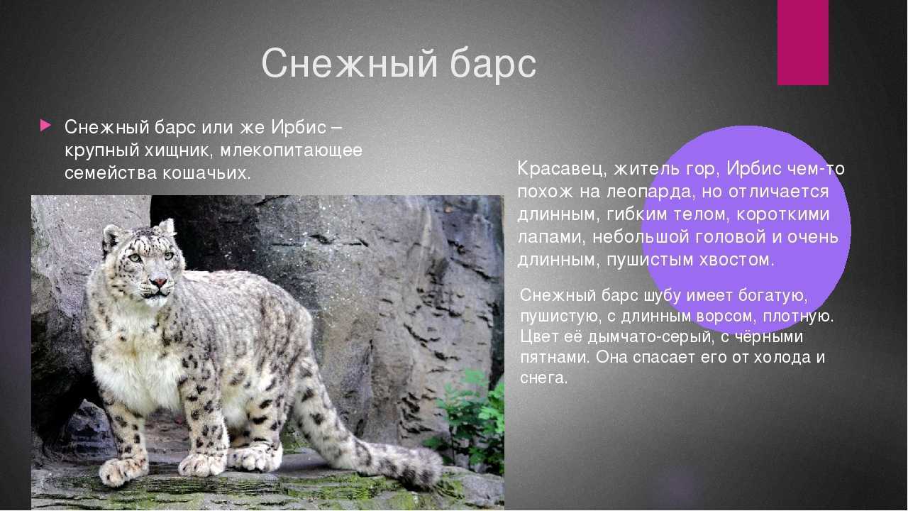 Кот ирбис: описание породы, среда обитания, размножение