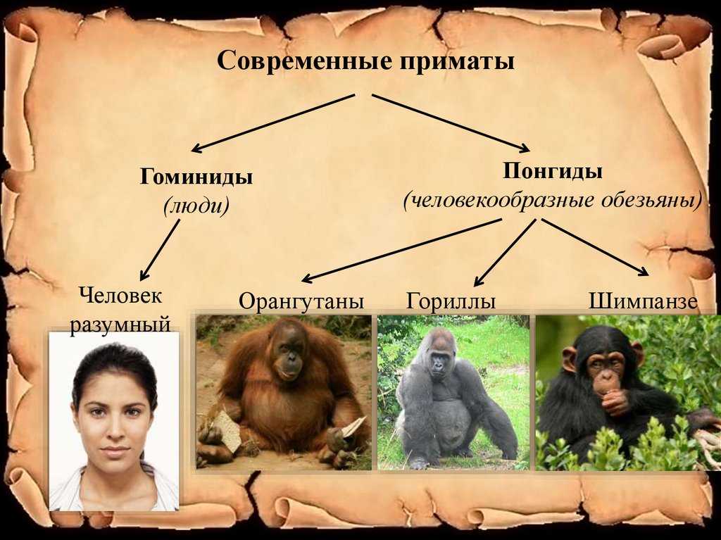 Гиббон ​​хулигана - образование - 2023