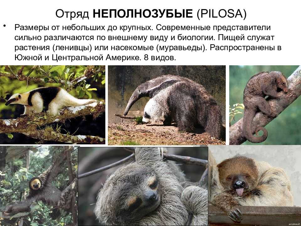 Ленивцы: фото удивительно медлительного зверя