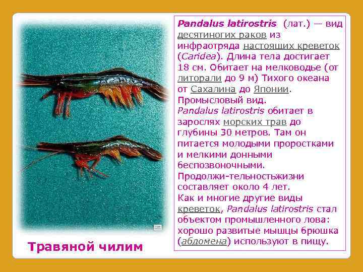 Чем чилим отличается от креветки. креветка травяная чилим