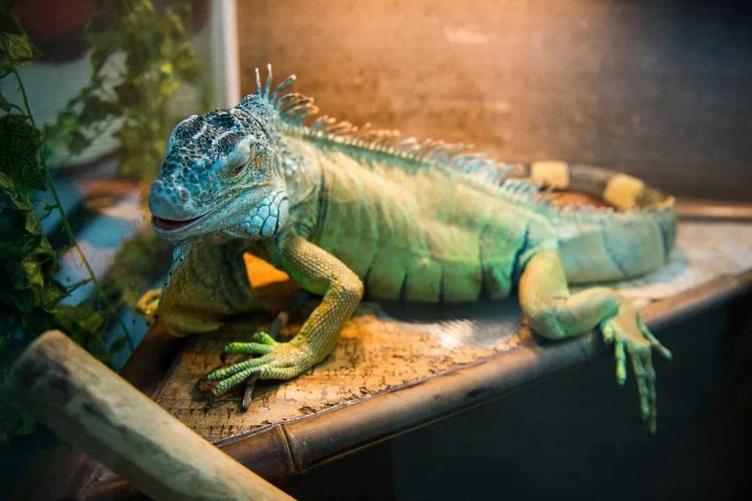 Гигантская жабовидная ящерица Phrynosoma asio обитает от Юго-Западной Канады до Гватемалы Фринозомы - это небольшие ящерицы до 13 см в длину с плоским дисковидным телом, коротким хвостом и угловатой головой