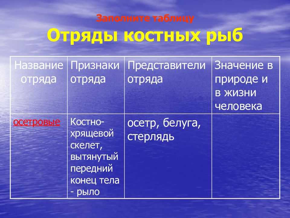 Подкласс лучеперые рыбы (actinopterygii)